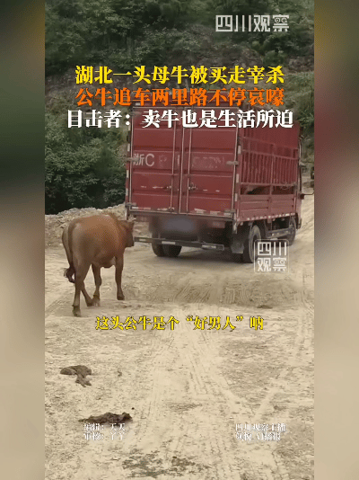 这头牛，比多少薄情郎强！
 
5月8号那天，湖北丹江口的村子里炸开了锅。谁也没想