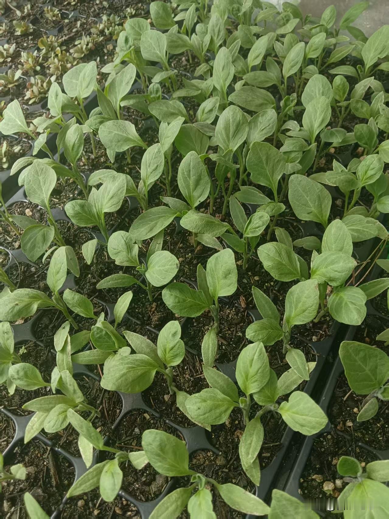 种菜基 因 觉 醒的来，
你们要找的苗子，有了！

都是我这几年搜集到的老 品 