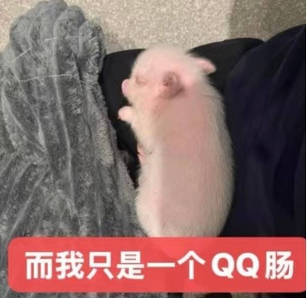 一大早忙得我连日常都来不及打