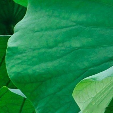 植物分类学：研究植物种类的鉴定和命名、植物类群的分类、植物间的亲缘关系，以及植物