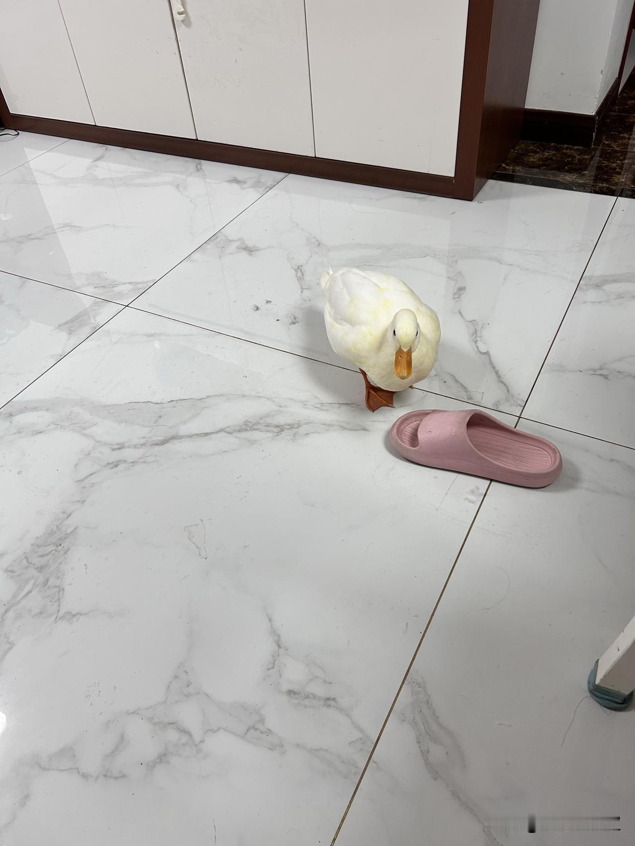 我也是醉了！

说话俺家的鸭子，如今成了葛老头的意难平，既打不得又骂不得。有一百
