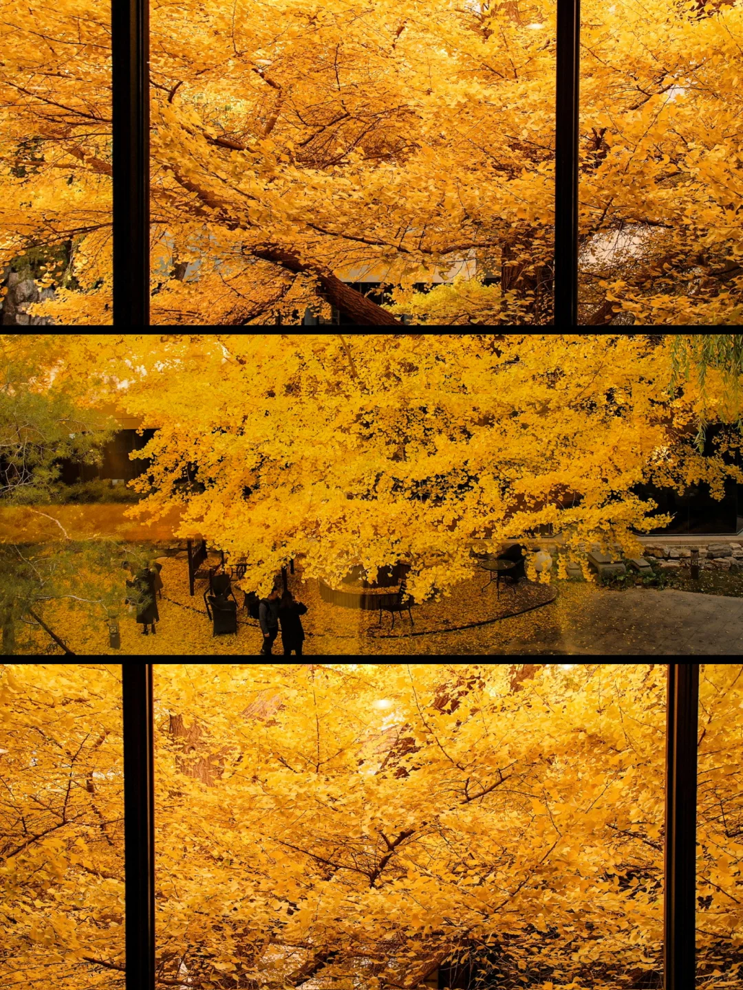 预计本周末！🍁🍂这里会美成一幅画！ 🍂