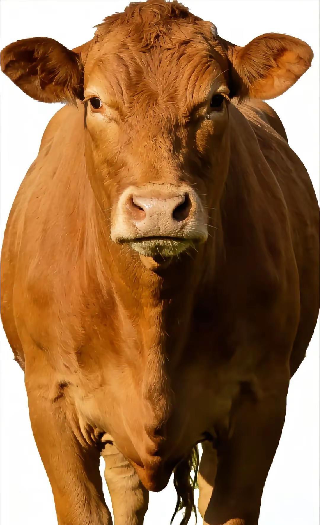 胆敢直视本王直视我牛牛动物梗图分享 牛🐮