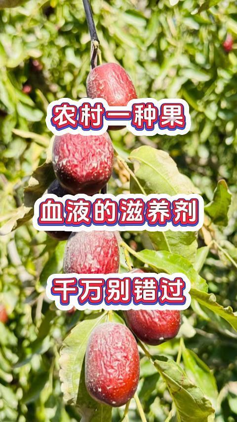 农村一种果，血液的滋养剂千万别错过，咱们田间地头经常能见到这种果，能补气养血，改