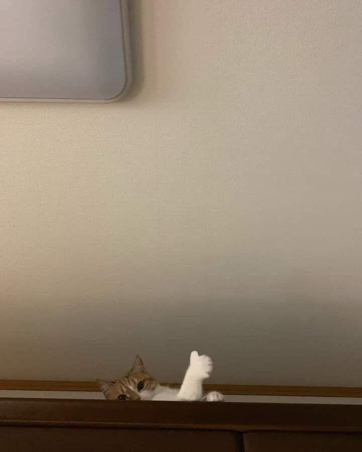 小猫想和你说：你很棒👍 