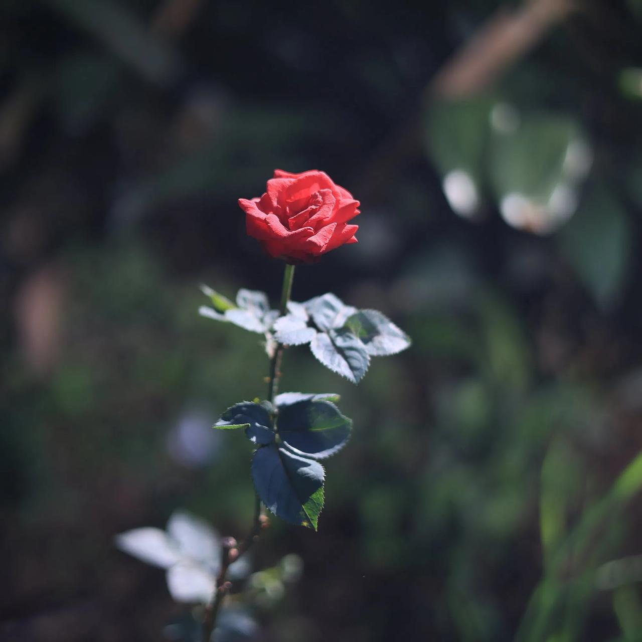 
随手拍的公园一角，秋天的花花。