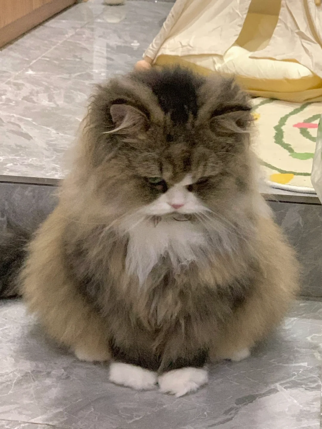 回家忘记摸他 就生气了😡