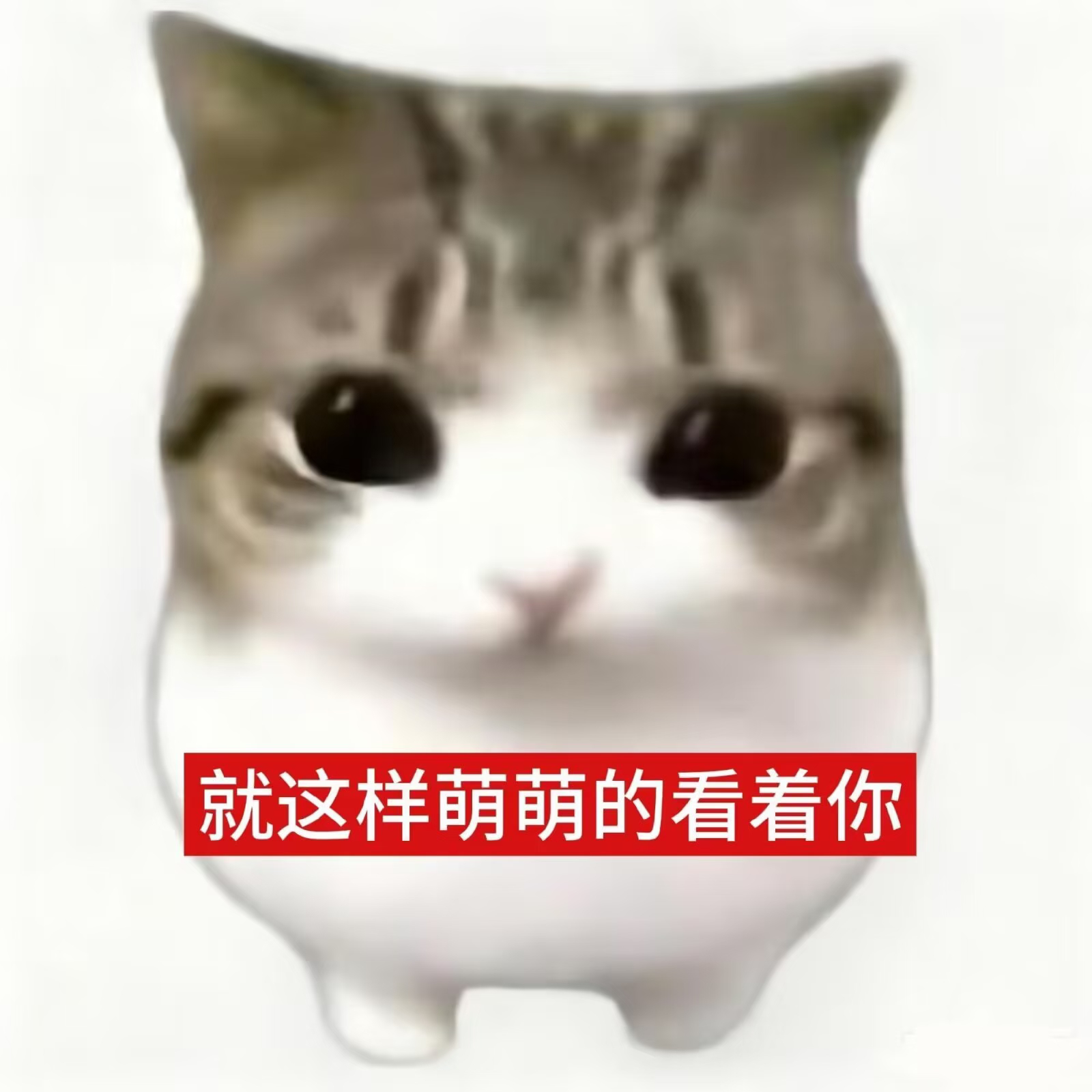 我就这样萌萌~！王俊凯中餐厅10王俊凯