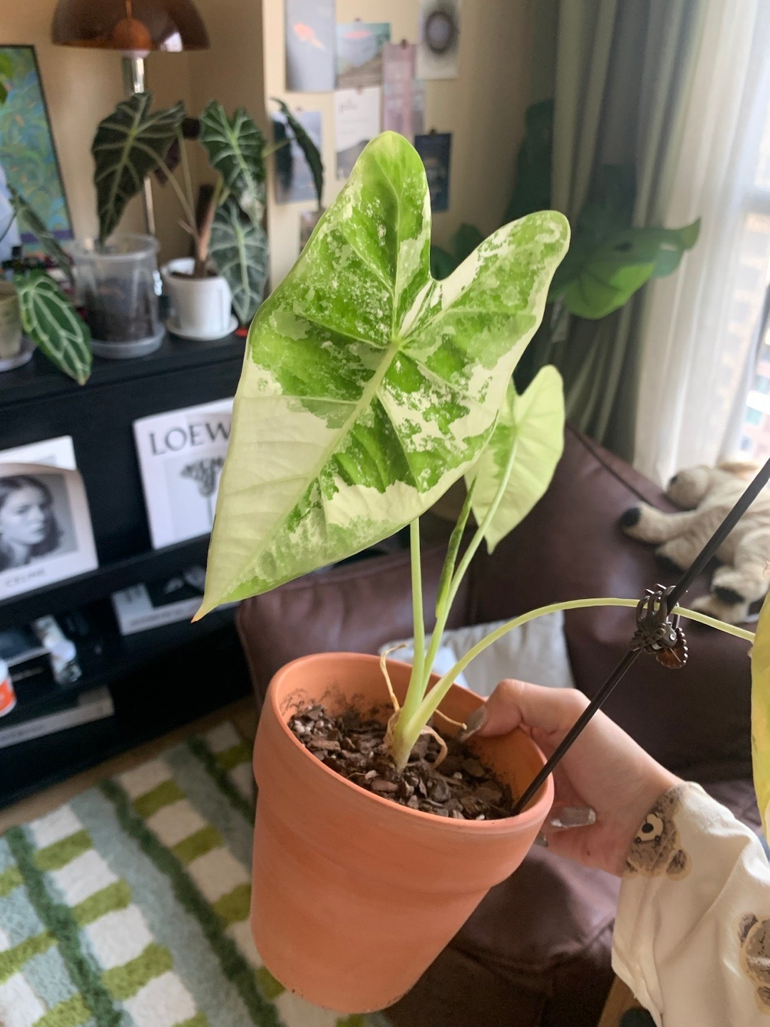 我的居家幸福感来源 ​​​