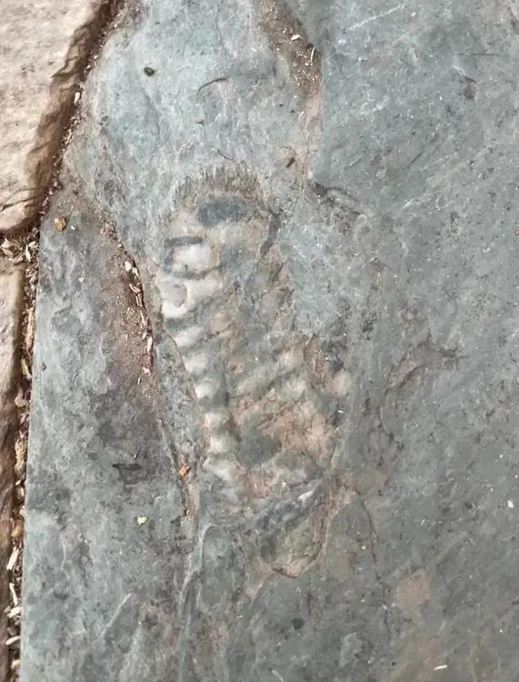 我好像在小区发现了化石，请大家帮忙看看值钱不？值钱的话，我就要动手了！[笑哭]