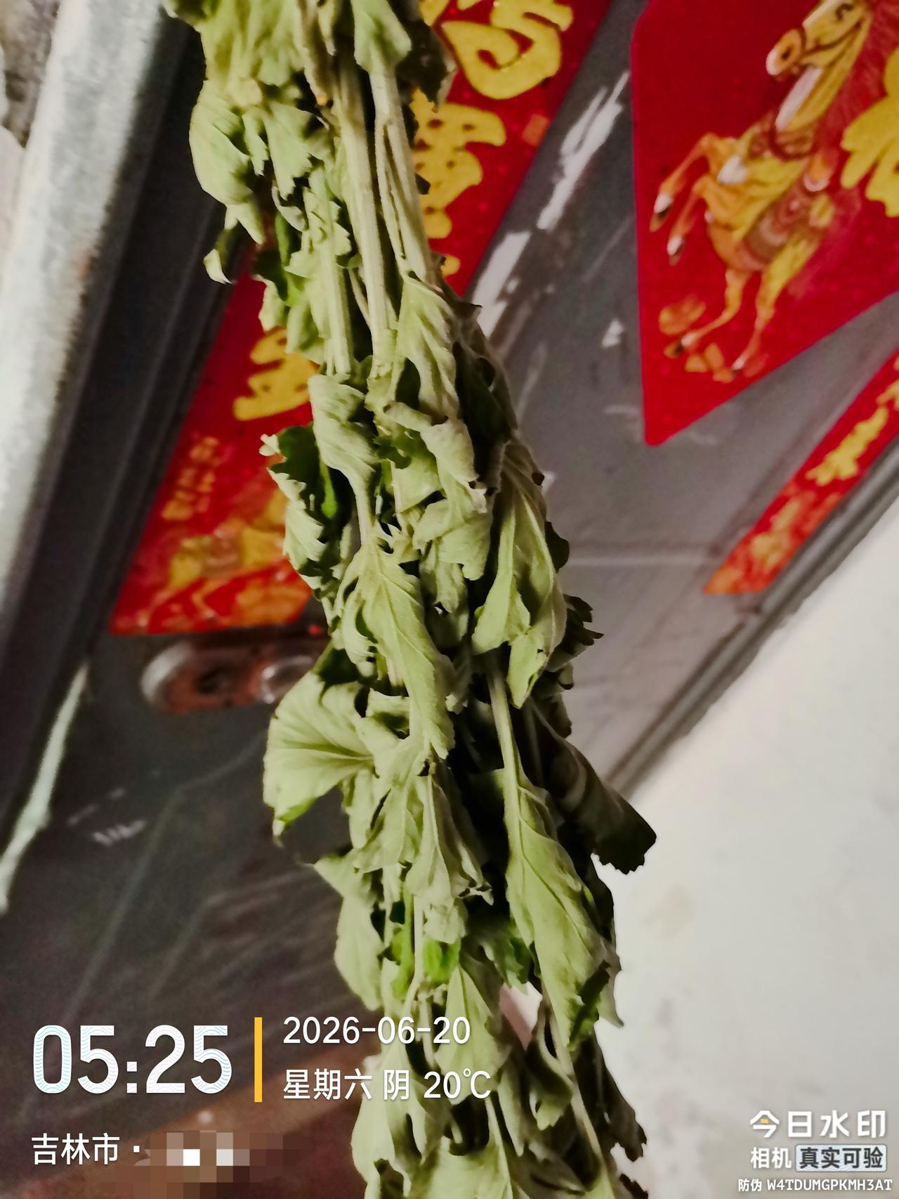 坐标吉林市，2026年6月20日早晨07:45分，老邻居突然发现今年端午节的艾蒿