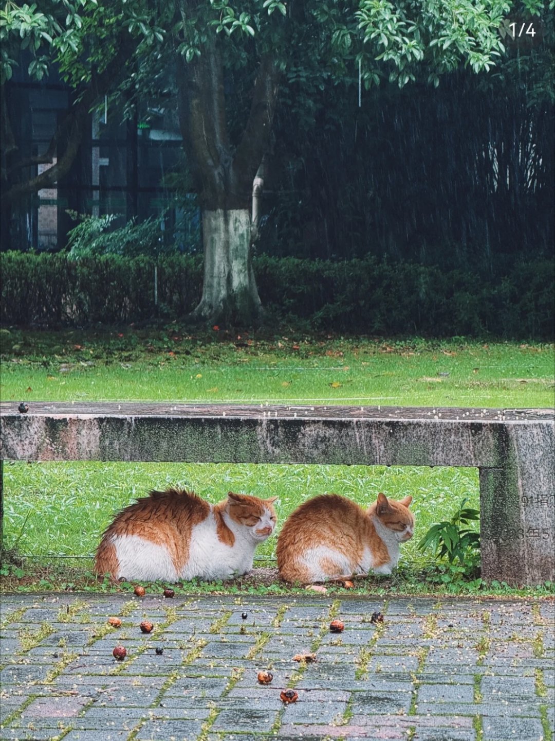 周一早安呀～淅淅沥沥的小雨上线啦，绵绵细雨把清晨裹得软软的。别被雨天影响心情哦，
