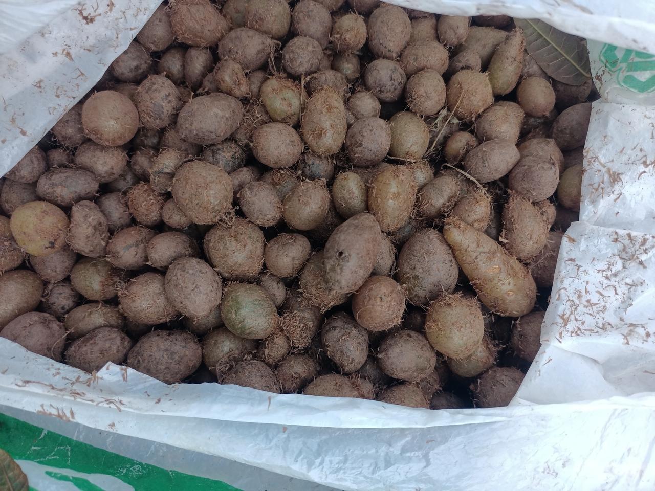 重庆的朋友们，肯定好多不认识这个，这可是重庆大山的水果哦！有朋友会问：这是山上的
