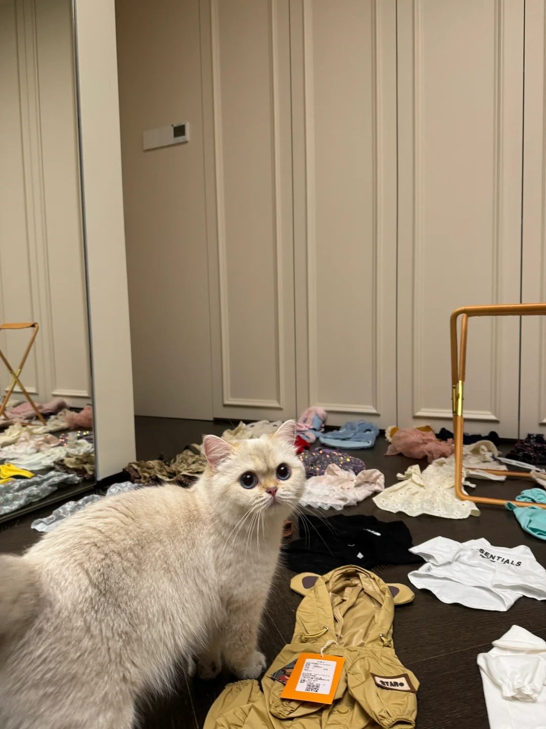 这只小猫怎么有穿不完的漂亮衣服
