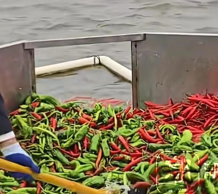 难怪湖南长沙的鱼这么的有味道
湖南长沙一位养殖户最近在尝试一种新的养鱼方法
就是