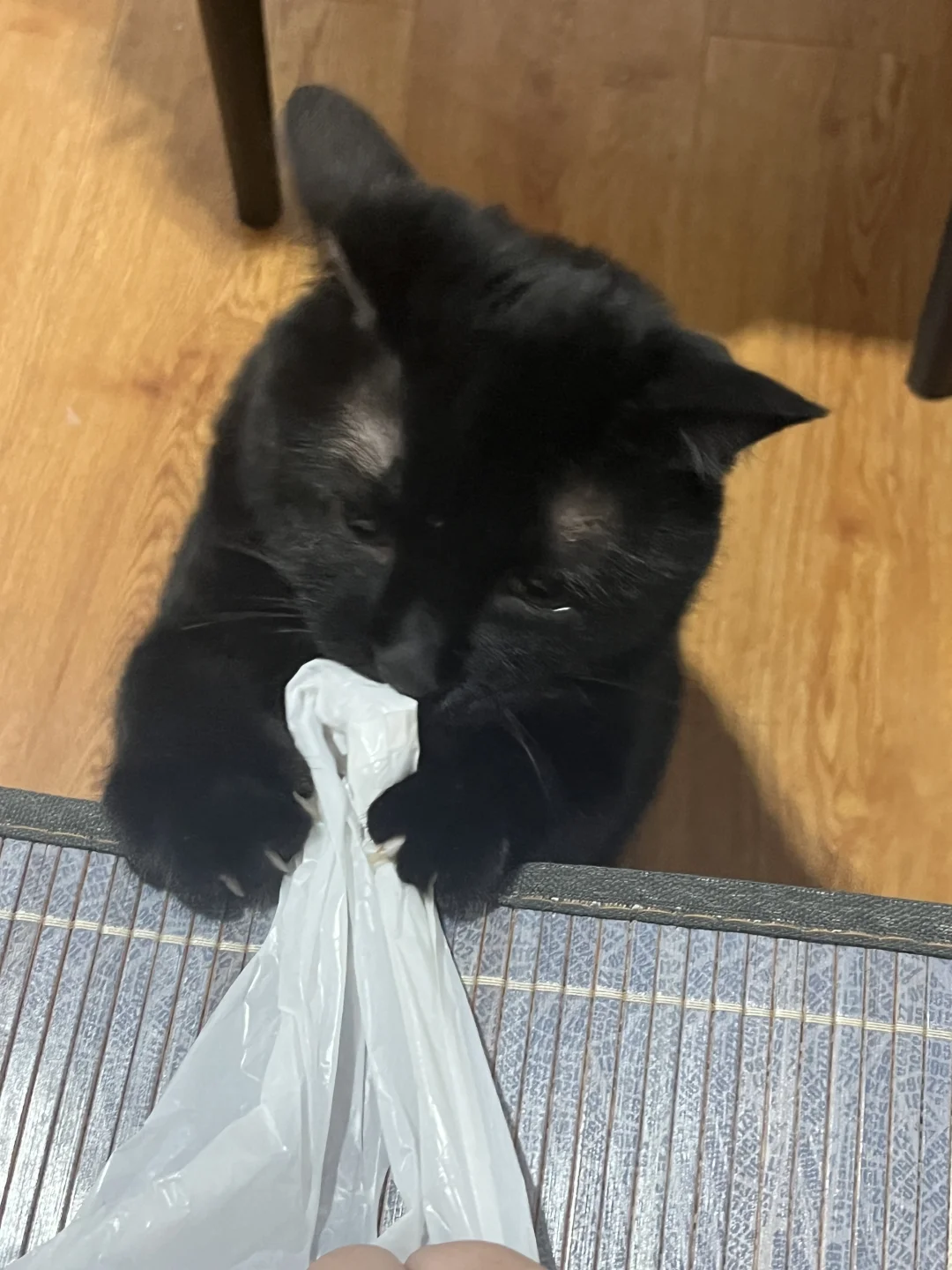 黑猫都是犟种