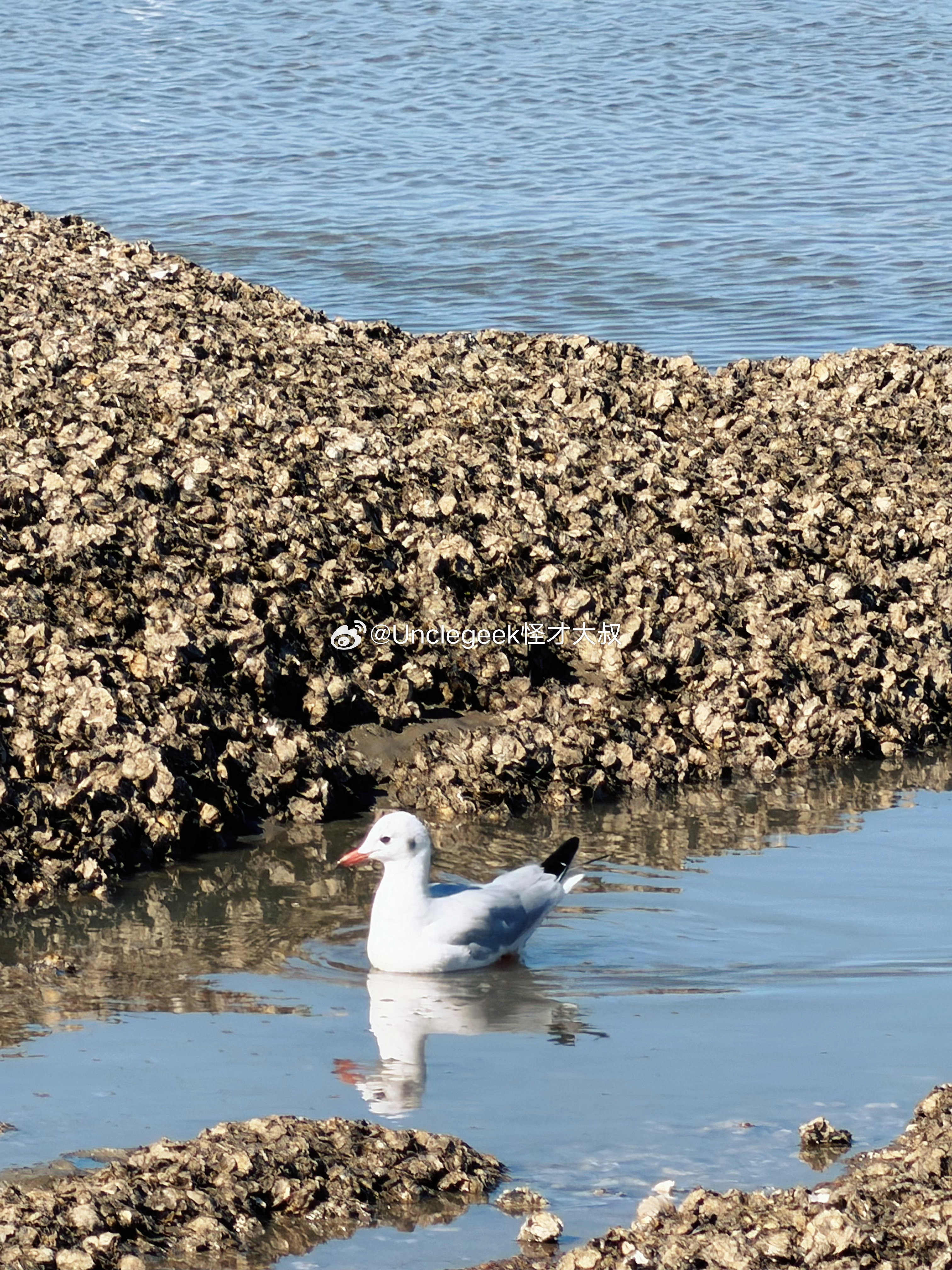 自由飞翔的沙鸥🐦  ​​​