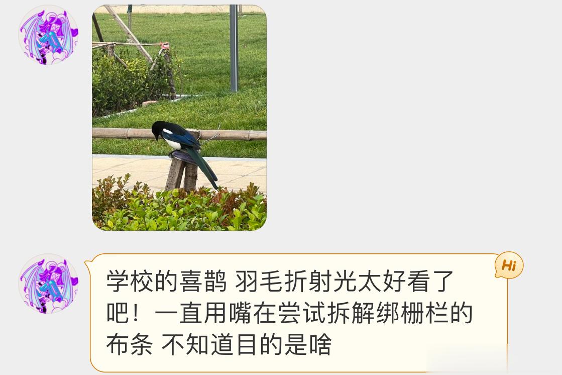 #鸟粉投稿# 古灵精怪的【喜鹊】羽毛泛着金属光泽～五彩斑斓黑 ​​​