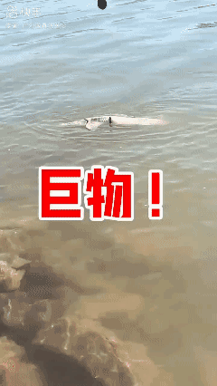 没钓上来之前怎么吃都想好了
钓上来后想死的心都有了[捂脸]