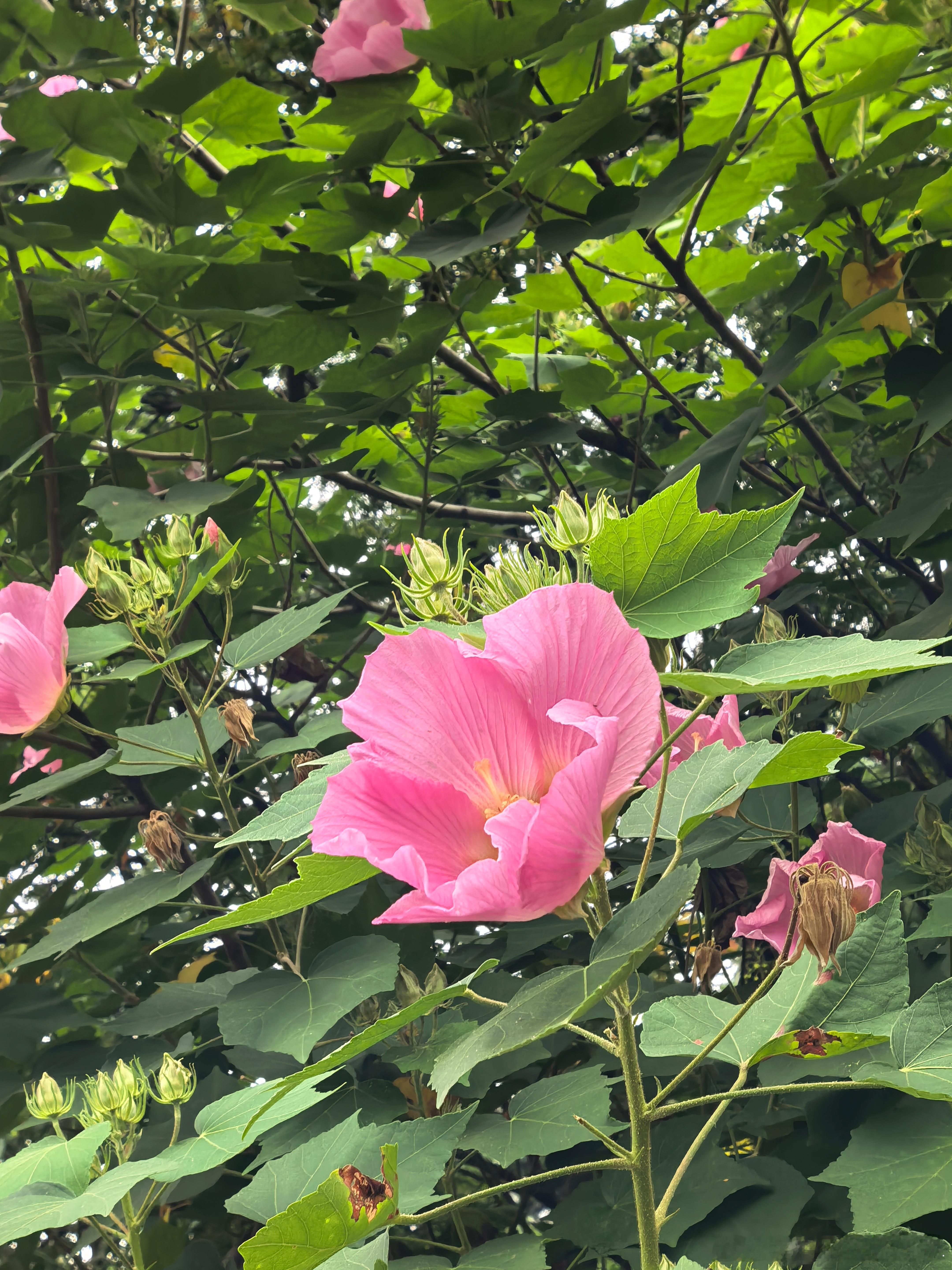木棉花开了。 ​​​