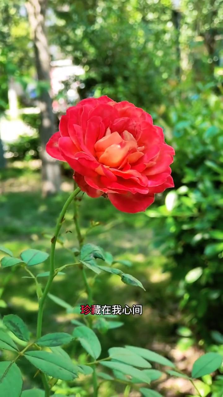有多少花开花谢阴晴圆缺，依然想你当初的笑脸，你给我留下了无尽的缠绵，珍藏在我心间