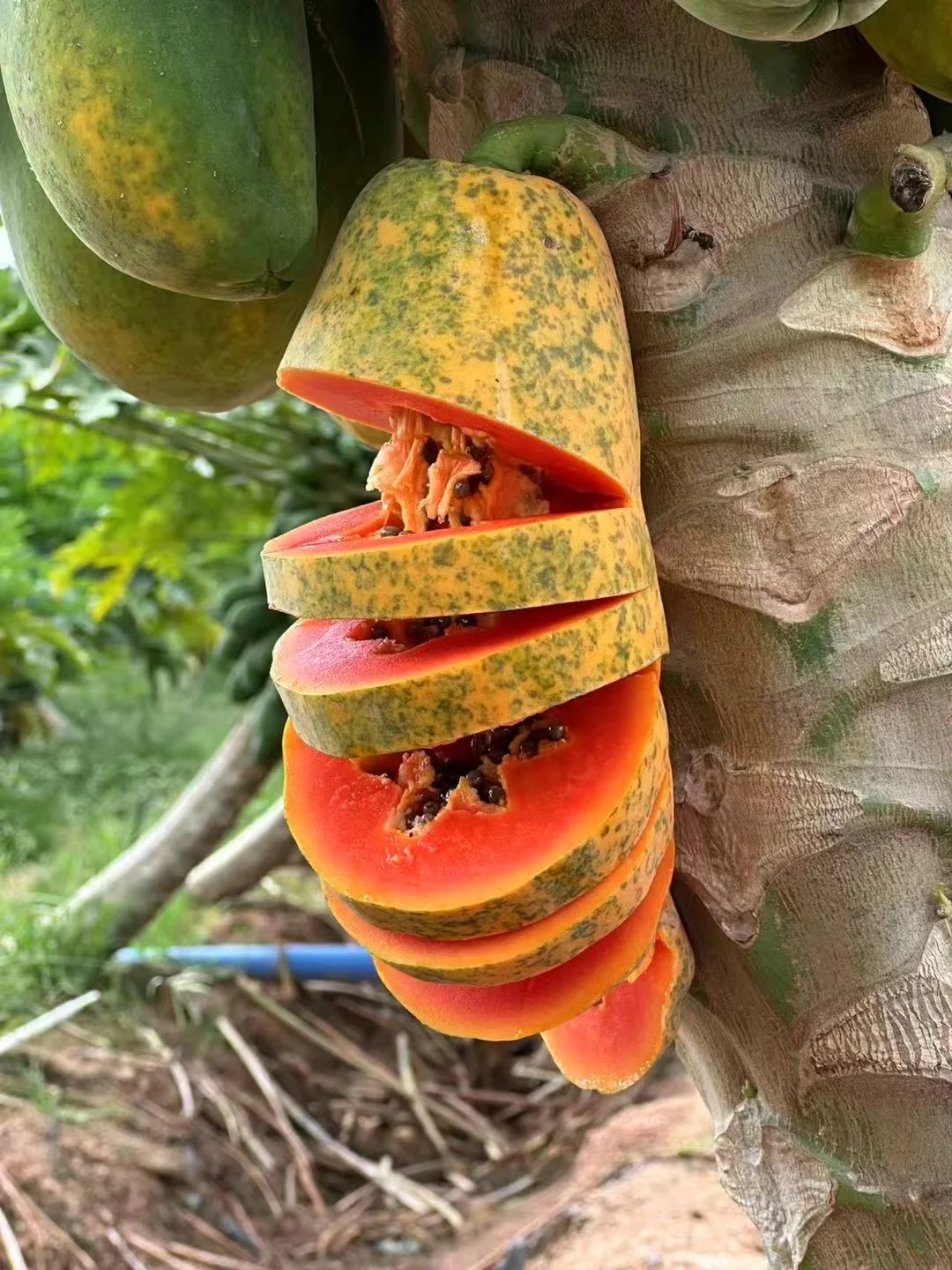 木瓜好吃树上熟的才够甜…