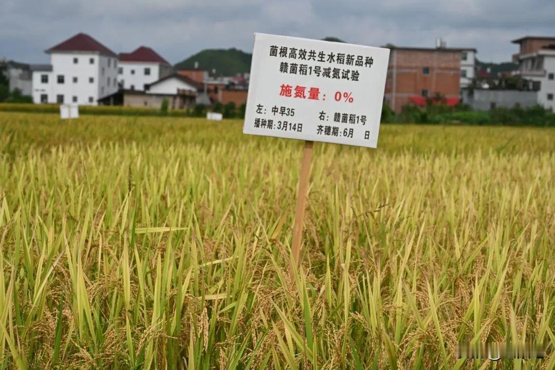 【水稻主导品种】赣菌稻1号、黄华占、野香优航1573等19个水稻品种入选南昌市2