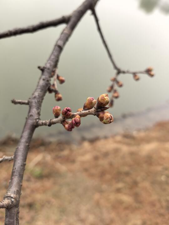 预测❗️无锡鼋头渚报春早樱2.21左右开几朵