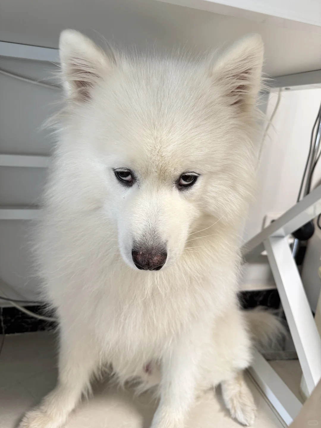 我只是一只小小小小小狗