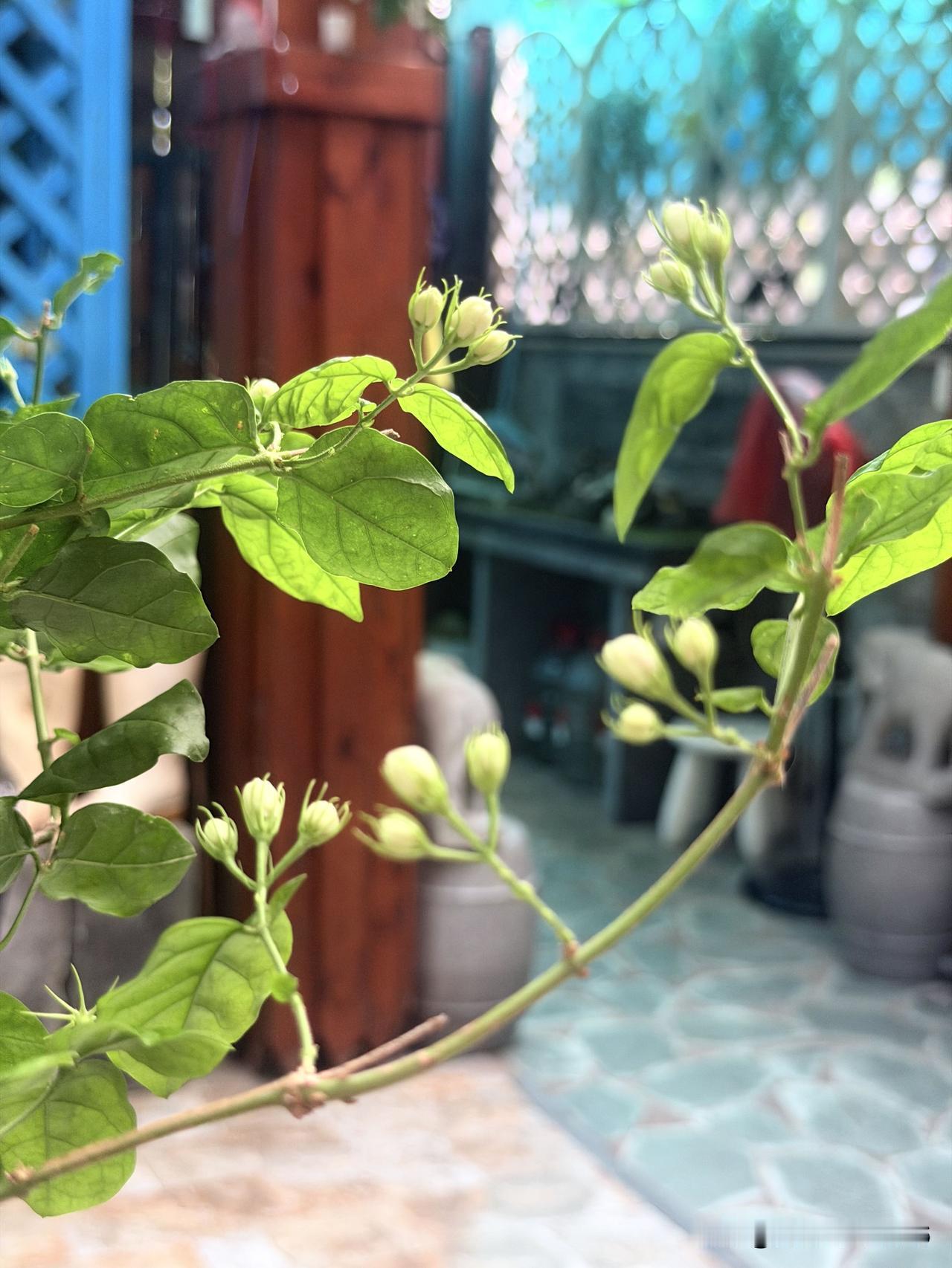我的夏花｜一院茉莉芬芳，满枝葡萄清甜

寻常小院，藏着独属于夏日的双重温柔欢喜。