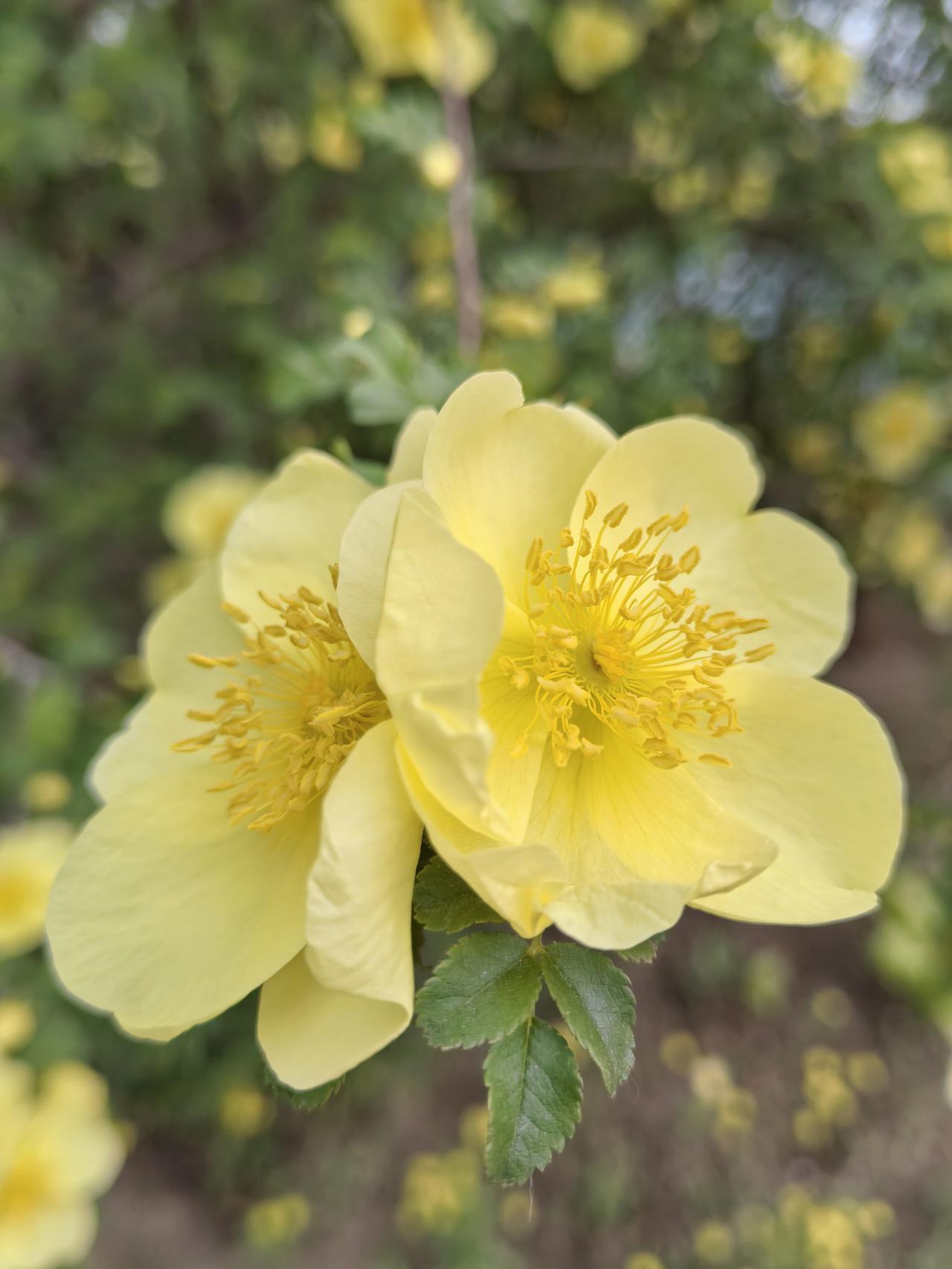 这里是平谷悦景公园，正是百花齐放，春色满园的季节，这里有黄刺玫，棣棠花，玫瑰花，