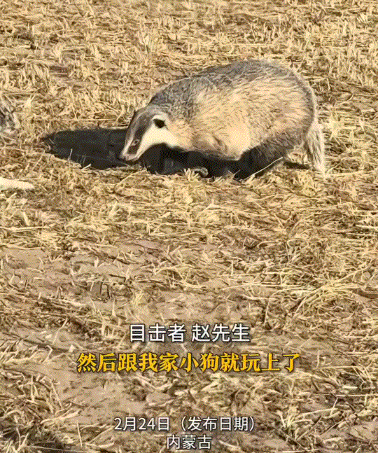 笑不活了，内蒙古一居民区跑来一只野生獾子，但它什么也没干，而是在地和居民养的狗子