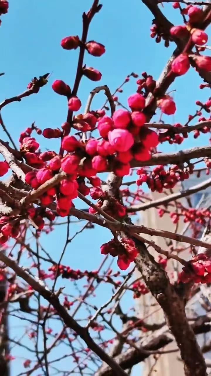 五律•花自南向北开2571
作者/平常心
（2026.3.29.6:14）
寒消