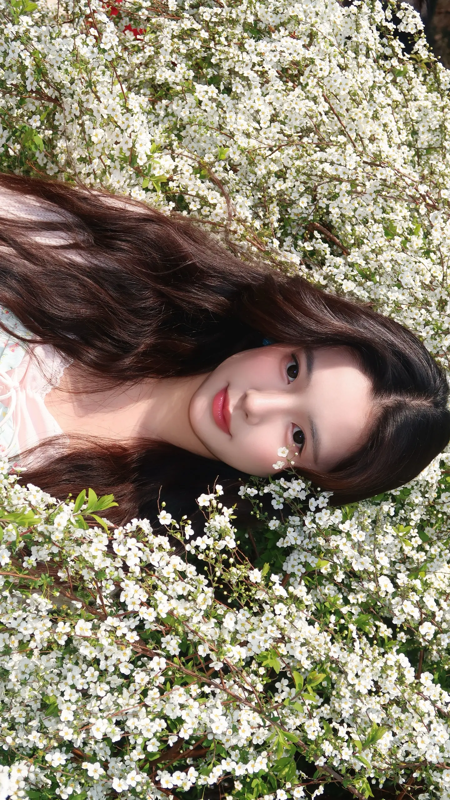 在雪柳凋落前✿˖°