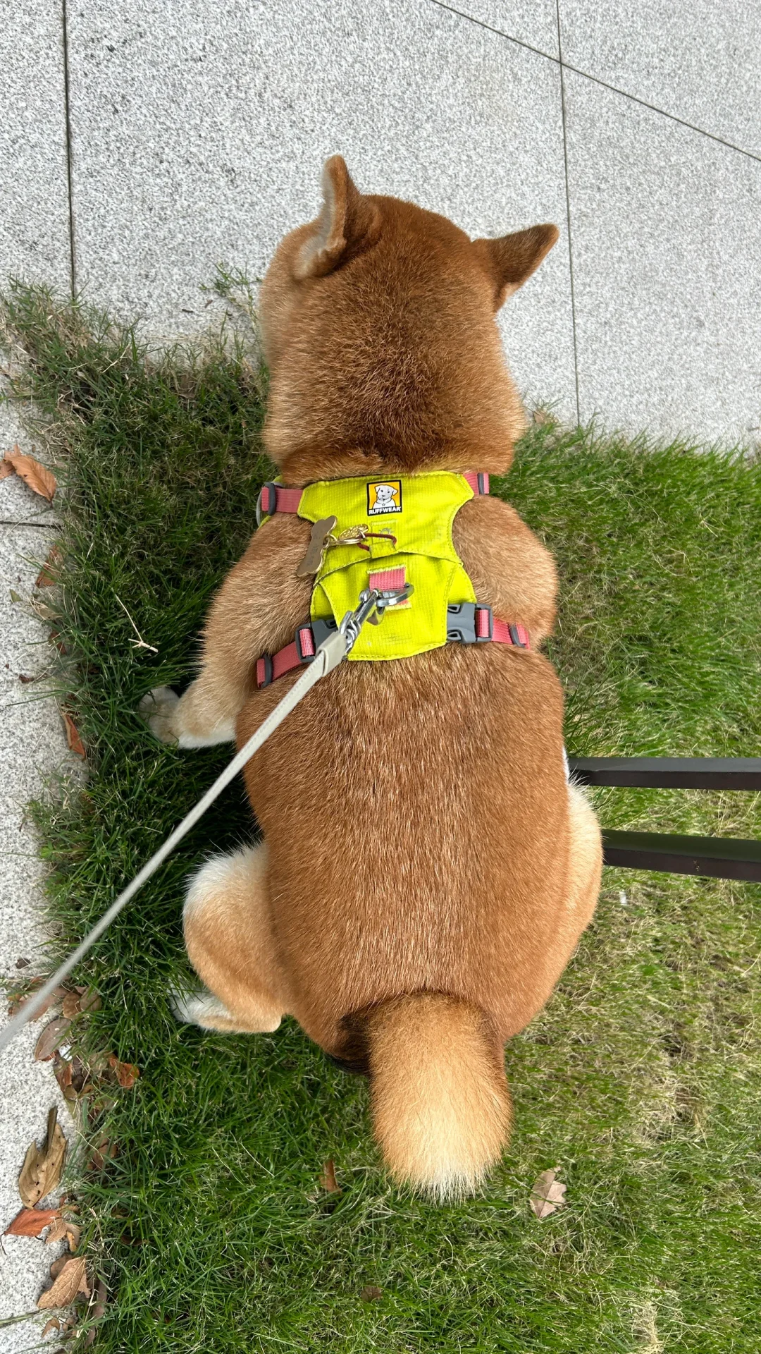 夏天过去啦，开始长毛了～