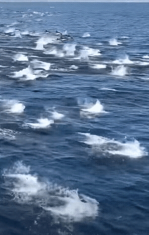 图1：海洋中最聪明的动物，它们会共同协作联合捕食。