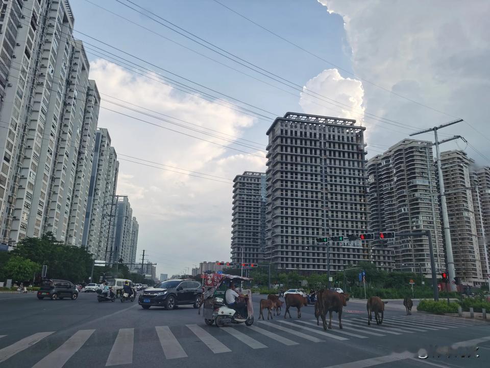 闹市中的牛群