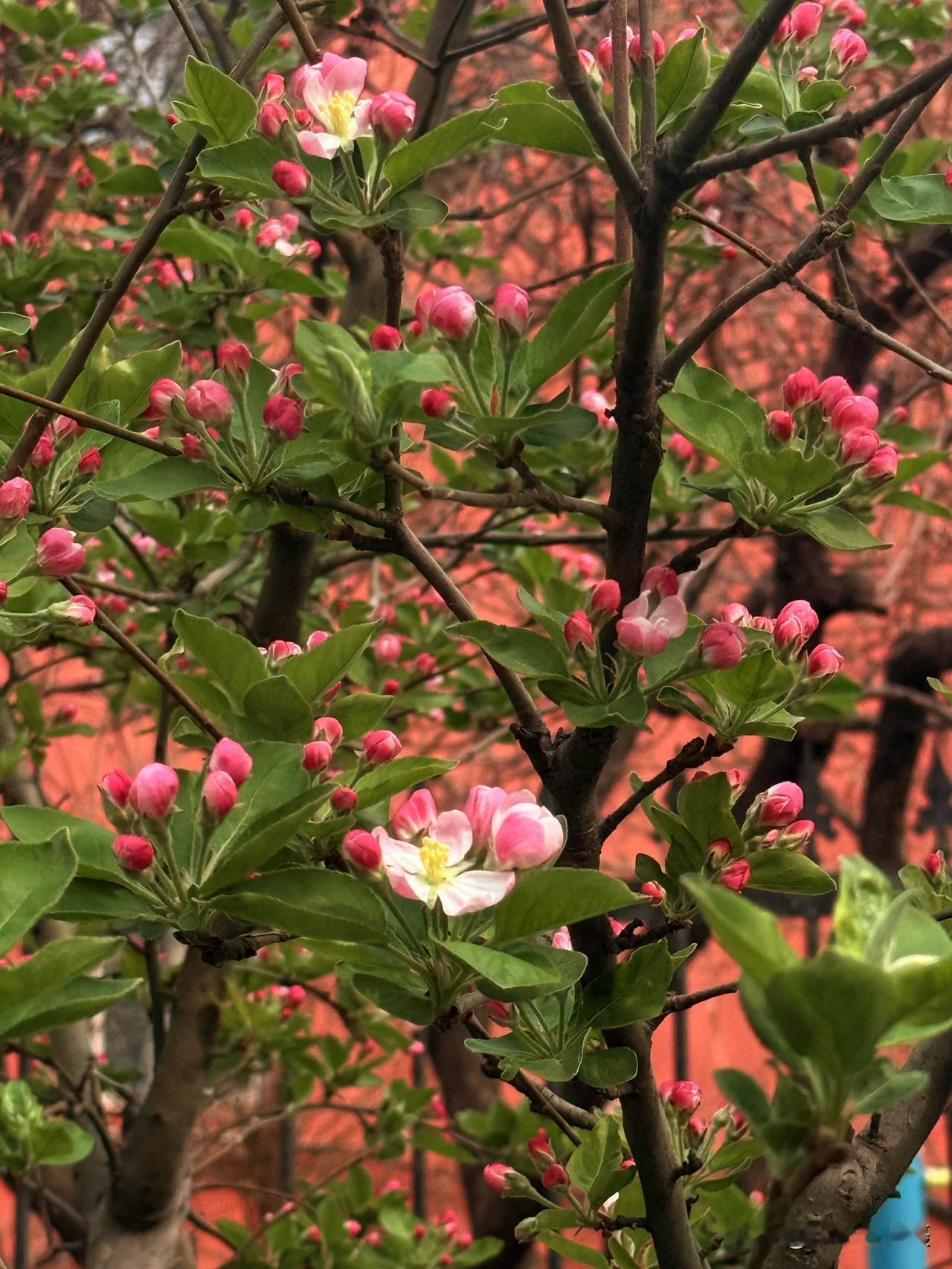 今天看到路边的海棠花开了，想必正定荣国府的西府海棠也该开了吧？荣国府的海棠最漂亮
