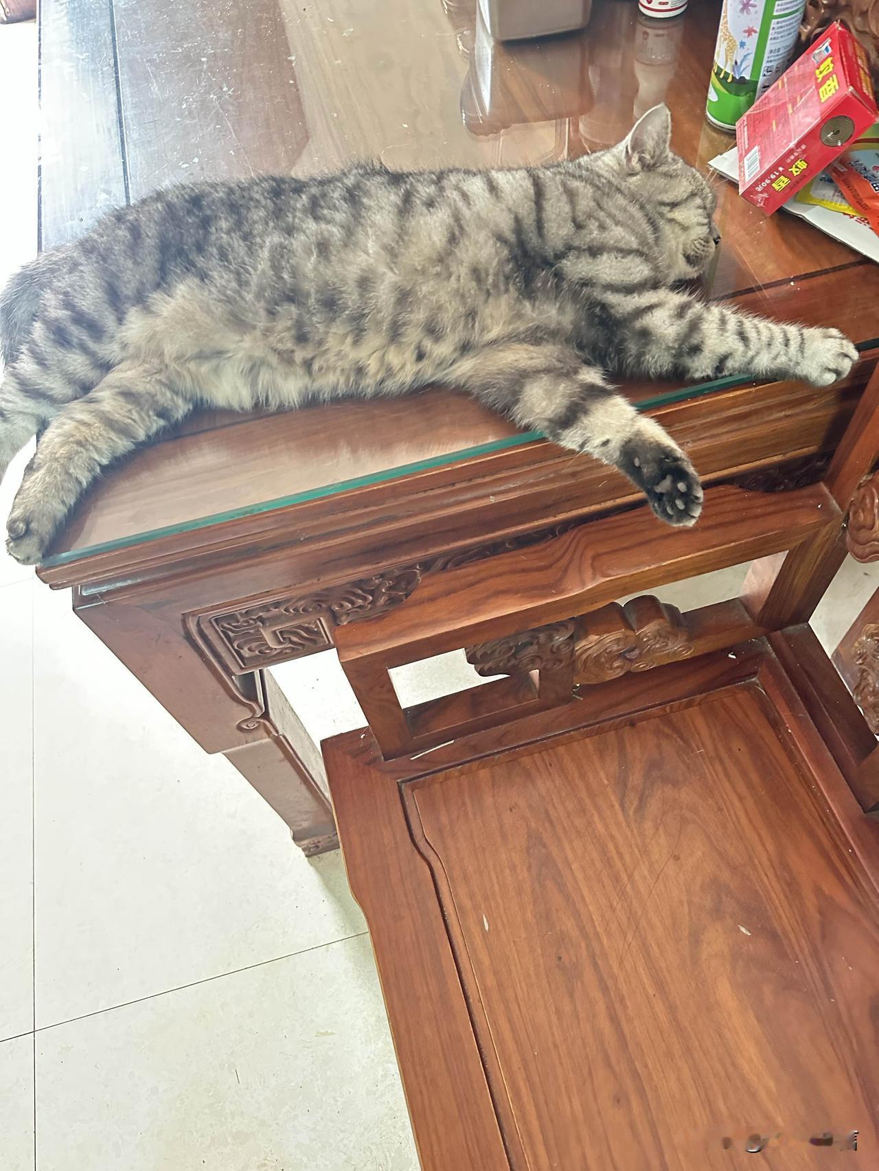 盛夏酷暑，猫咪趴在玻璃台面享受清凉午觉猫咪日常