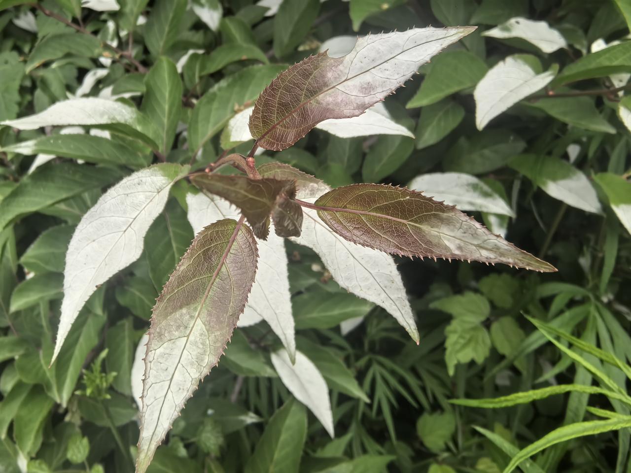 蓝田玉山的树叶“玉化”了吗？

周末，登蓝田玉山，这里风景独好。偶尔发现，有一种