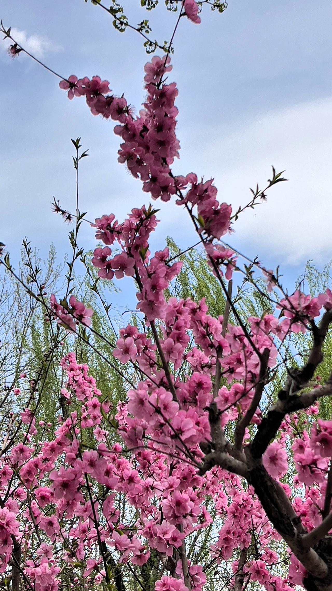 春意正浓，樱花盛开，我在樱花树下感受春天的浪漫气息。晒图笔记大赛 春日生活打卡季