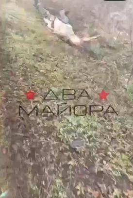 图文：俄军事博客公布前线士兵拍摄视频   通往多布罗皮利亚的路上遍布阵亡士兵遗体
