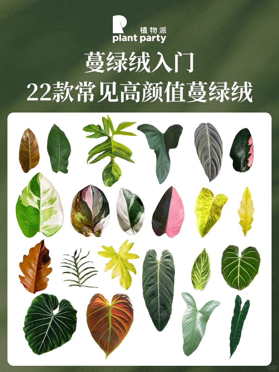 蔓绿绒图鉴‼️22种常见绝美蔓绿绒☘️