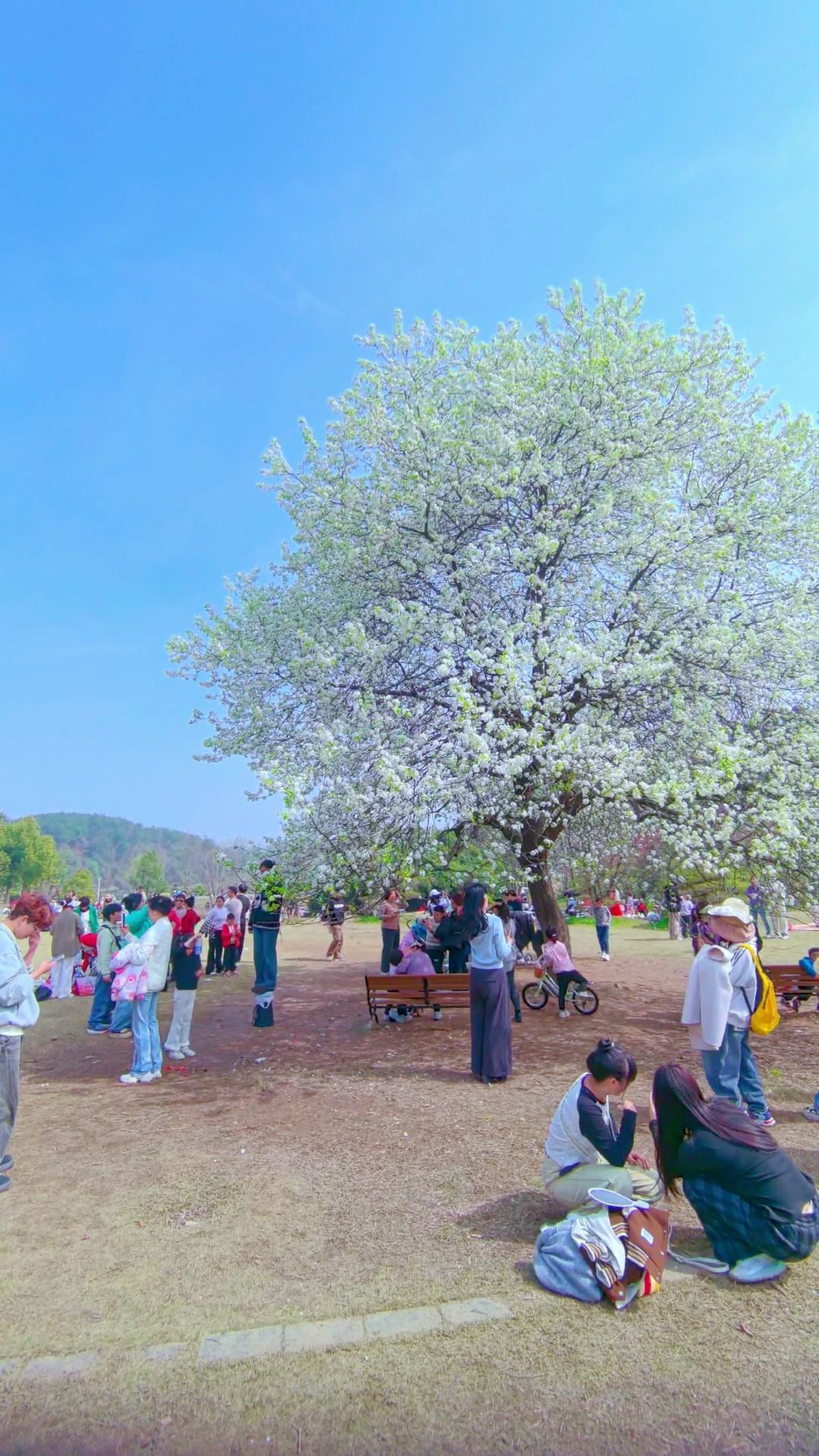 藏龙岛湿地公园的网红梨花树终于迎来盛花期，满树雪白花瓣随风轻颤，仿佛踏入了春天的
