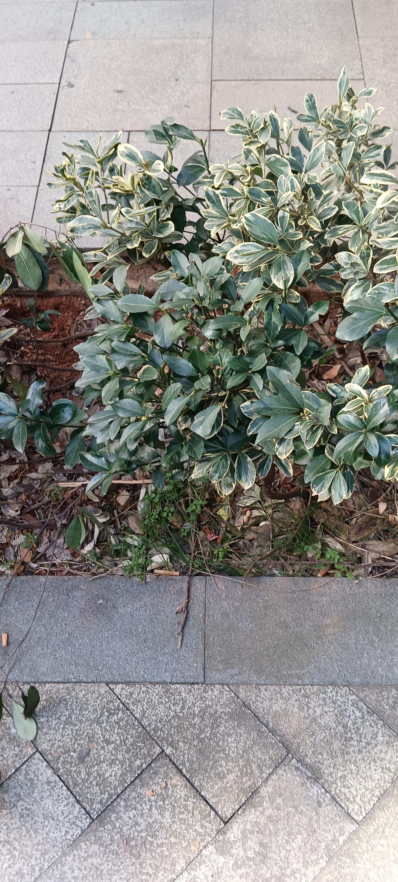 看来，AI还任重道远！
刚刚散步，在小区拍下绿化带图片问xxAI。
跳出来的回答