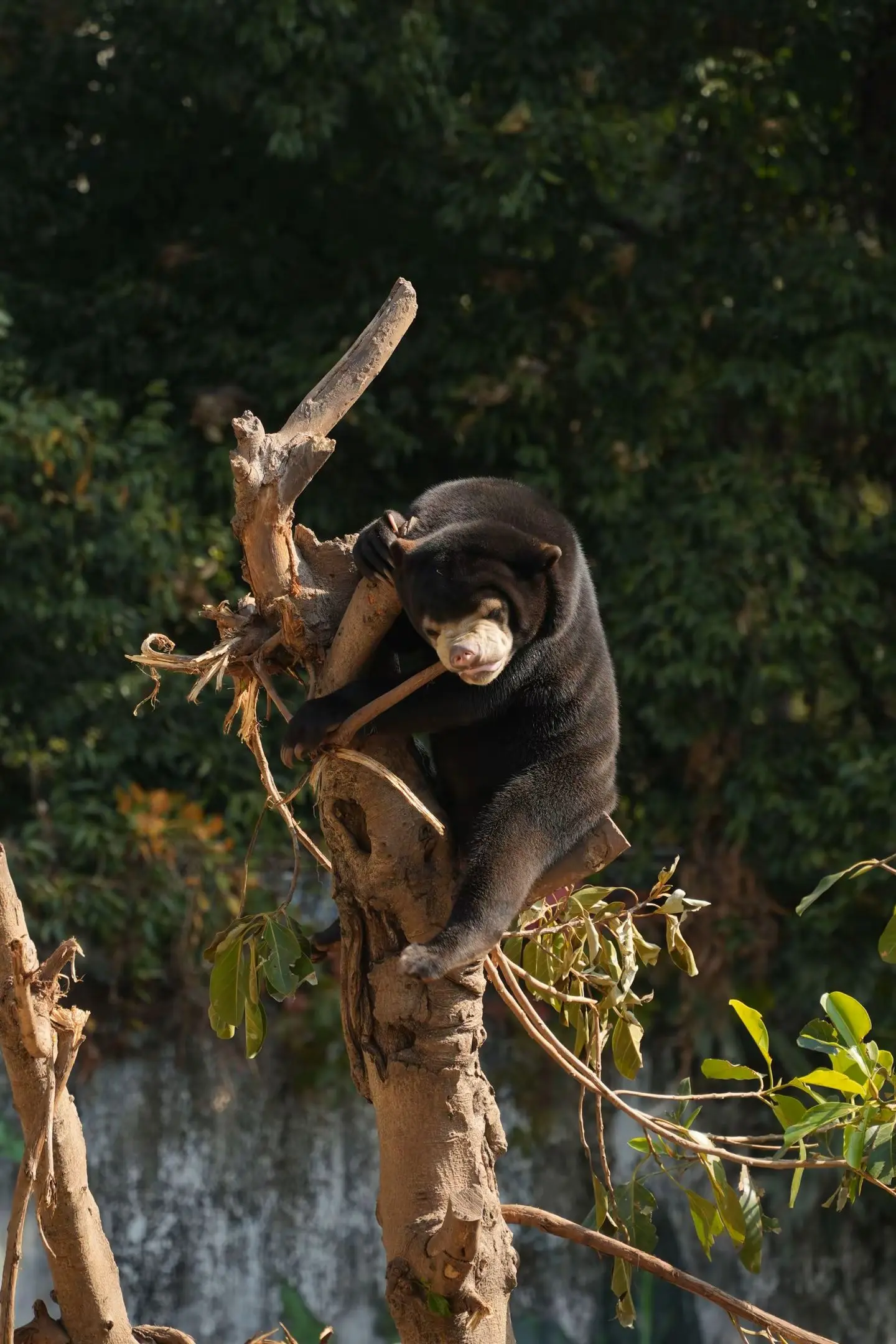 1岁生日快乐，植树节出生的植树宝宝。其实，我以前对马来熊这个品种无感...