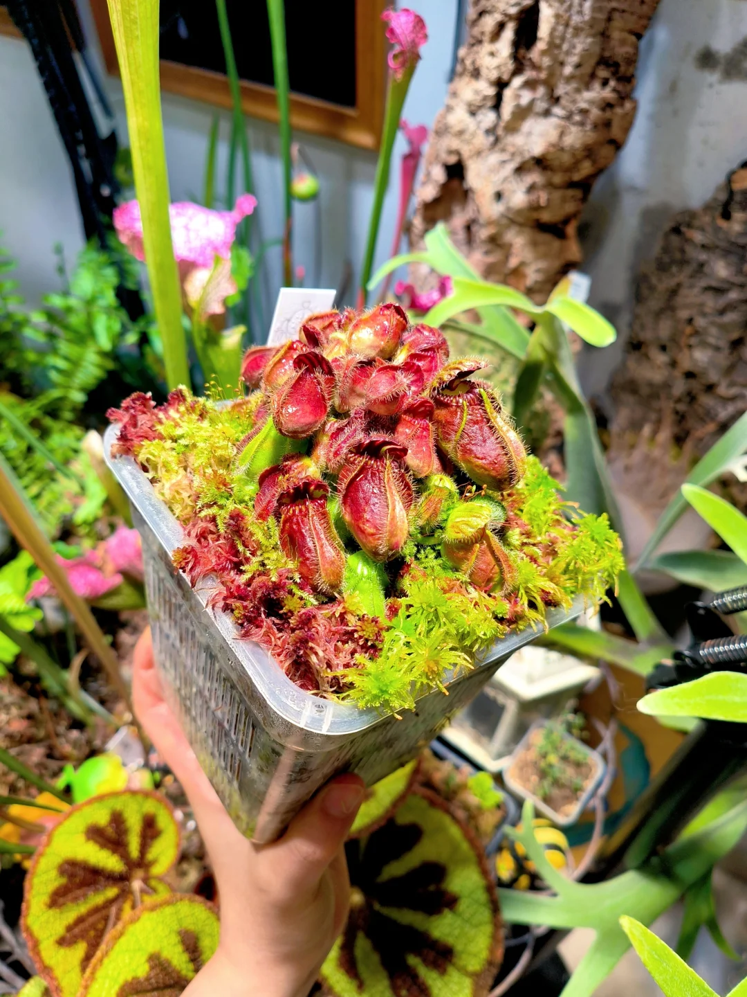 水苔加分项