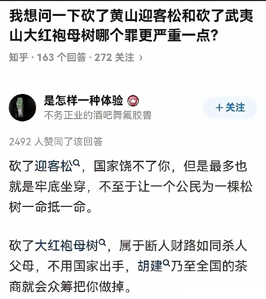 黄山松可以造假，此后再无大红袍了。