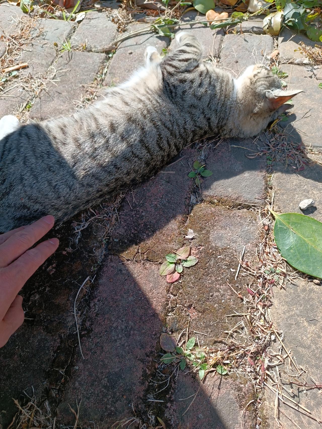 路边的一只野猫，昨天碰到它，今天又碰到它了。别的野猫见人就跑，唯有它不怕人！但愿