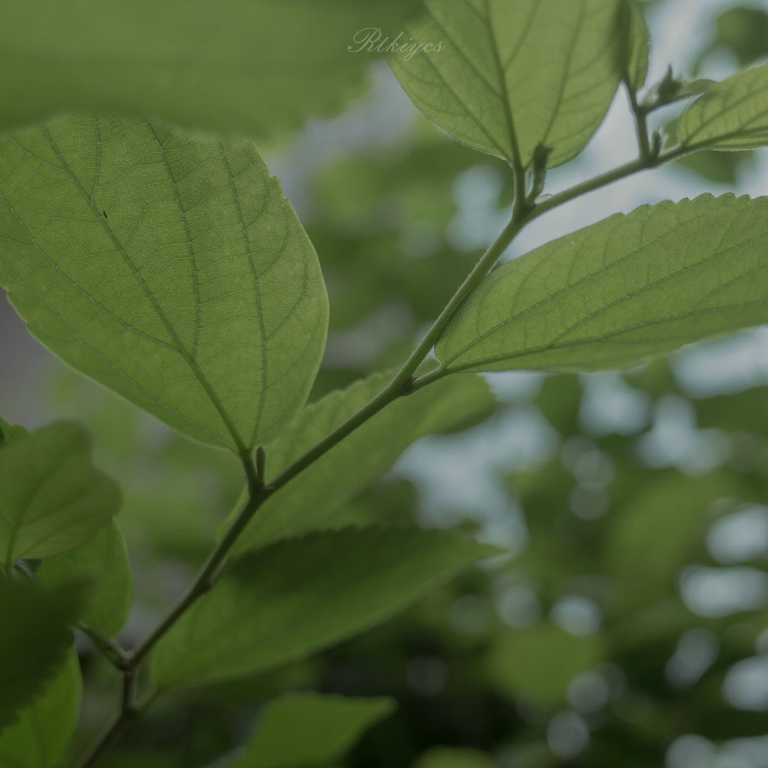 记住：地球生活的关键是改变。汽车会生锈，书页会发黄，技术会过时，毛毛虫会变蝴蝶，